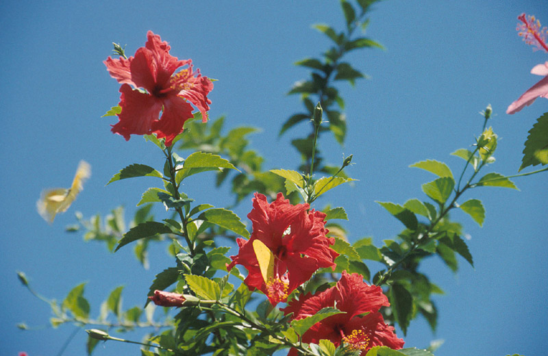 floride062