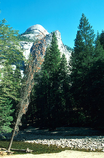 calif_121