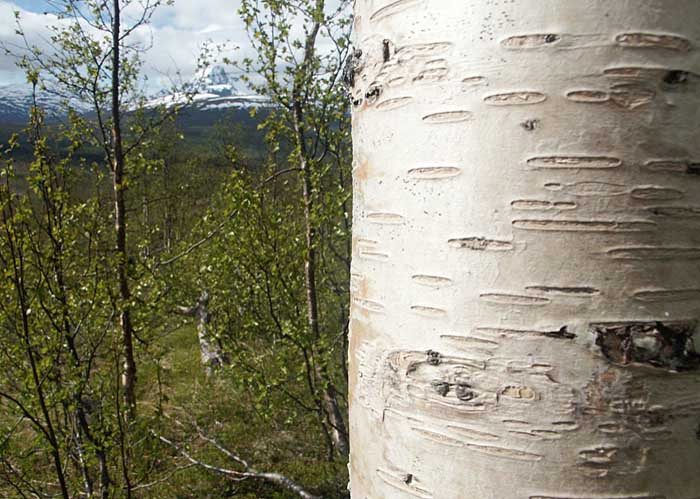 008_route_vers_finlande